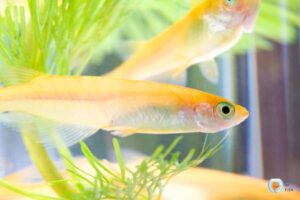 Japanese Rice Fish Care And Breeding Easy Guide