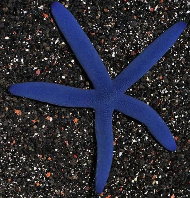 Blue Sea Star