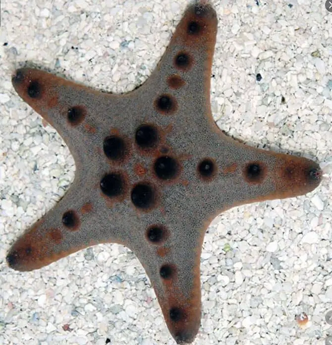 Chocolate Chip Sea Star