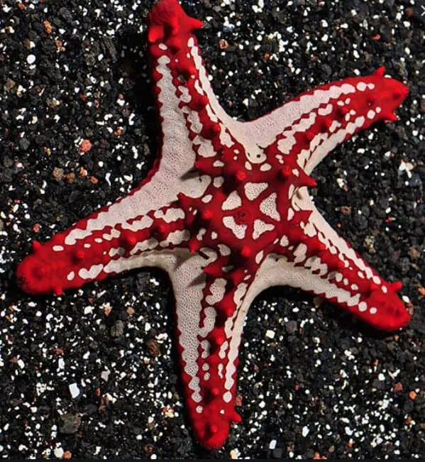 Red-Knobbed Sea Stars