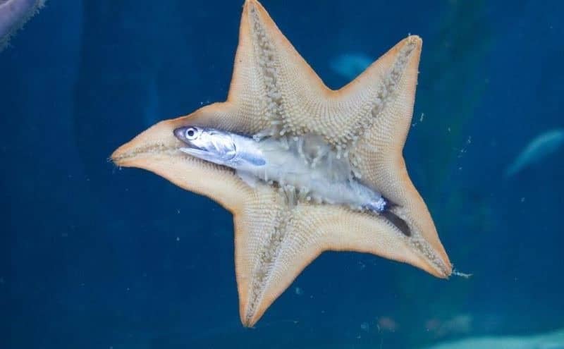 canivorus star fish eating fish