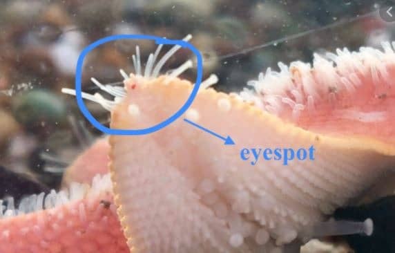 eyespots star fish