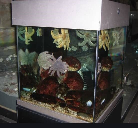 star fish in home aquarium