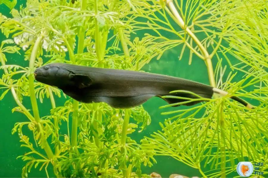 Black Ghost Knifefish