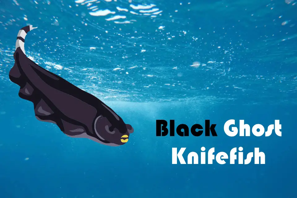 Black Ghost Knifefish – Everything you need to know | Life Of Fish
