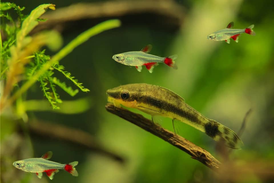 Bloodfin Tetra