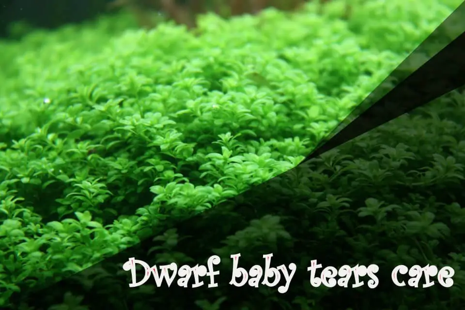 Dwarf baby tears care
