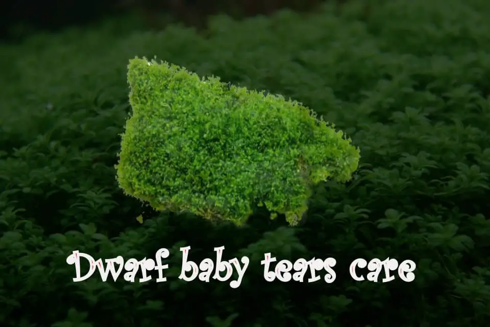 Dwarf baby tears care
