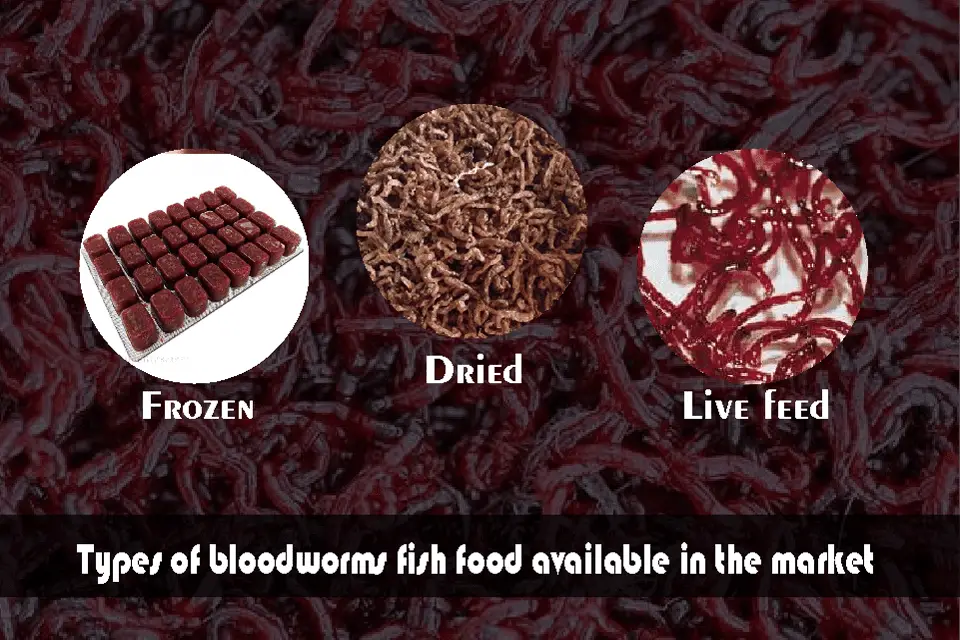 bloodworms fish food