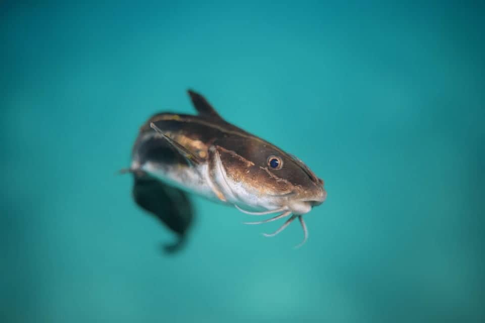 Channel Catfish Aquarium