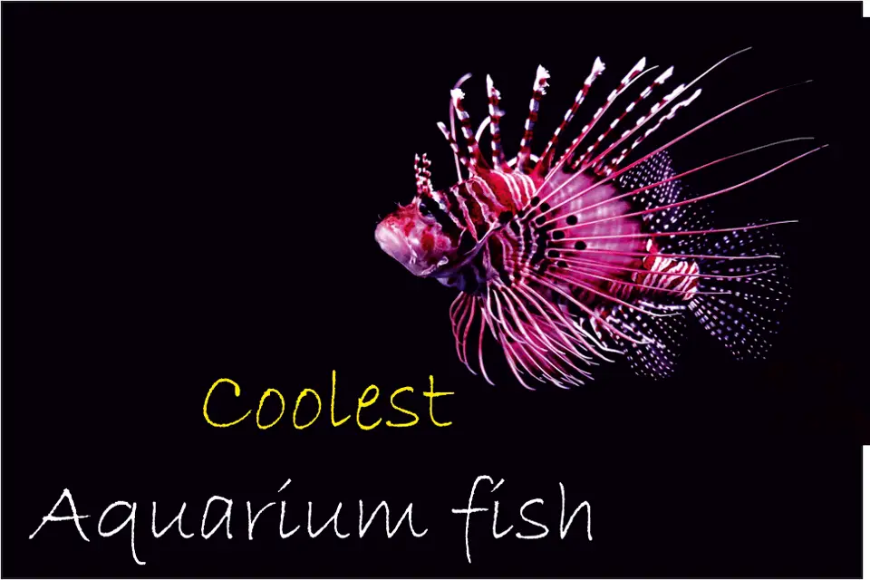 coolest freshwater aquarium fish