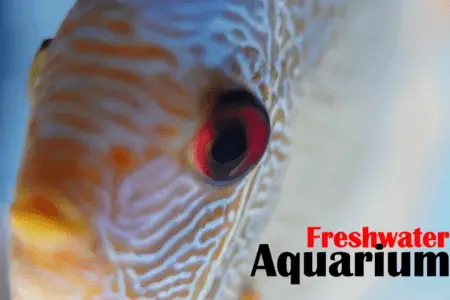 Freshwater Aquarium – An A to Z guide