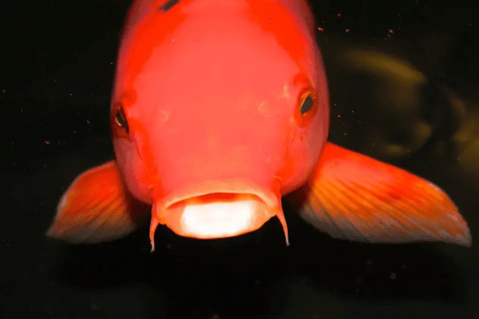 how-long-do-koi-fish-live-how-to-make-them-live-longer-life-of-fish