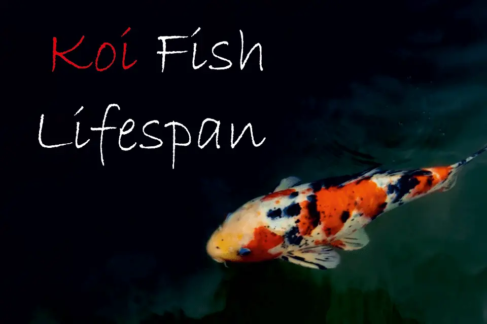 How Long Do Koi Fish Live How To Make Them Live Longer Life Of Fish