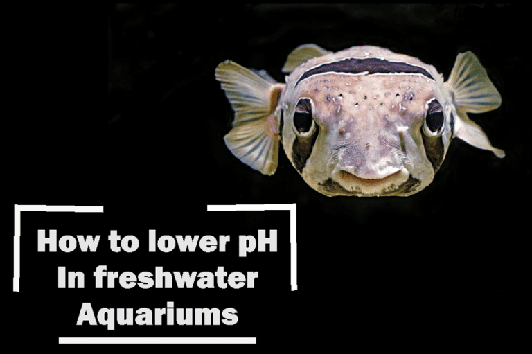 How to lower pH in aquarium Life Of Fish