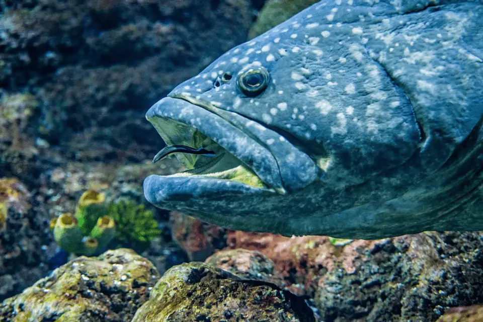 unique freshwater fish