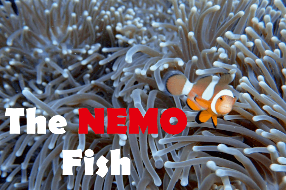 what kind of fish is nemo