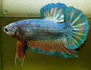 NEW SUPER GIANT BETTA