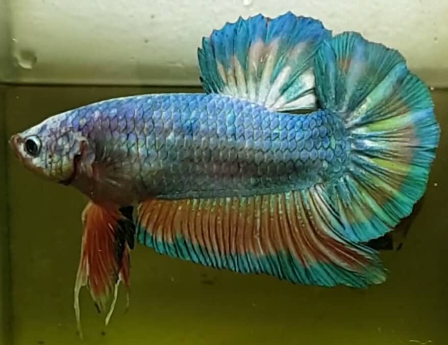 Biggest Betta Fish : Do Betta Fish Grow How Big Bettafish Org : If a ...