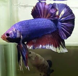 BLUE GIANT BETTA