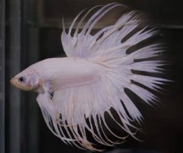 Double-Double-Ray Crowntail Betta