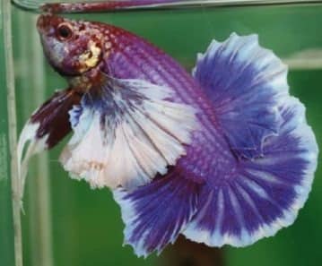 elephant ear siamese fighting fish