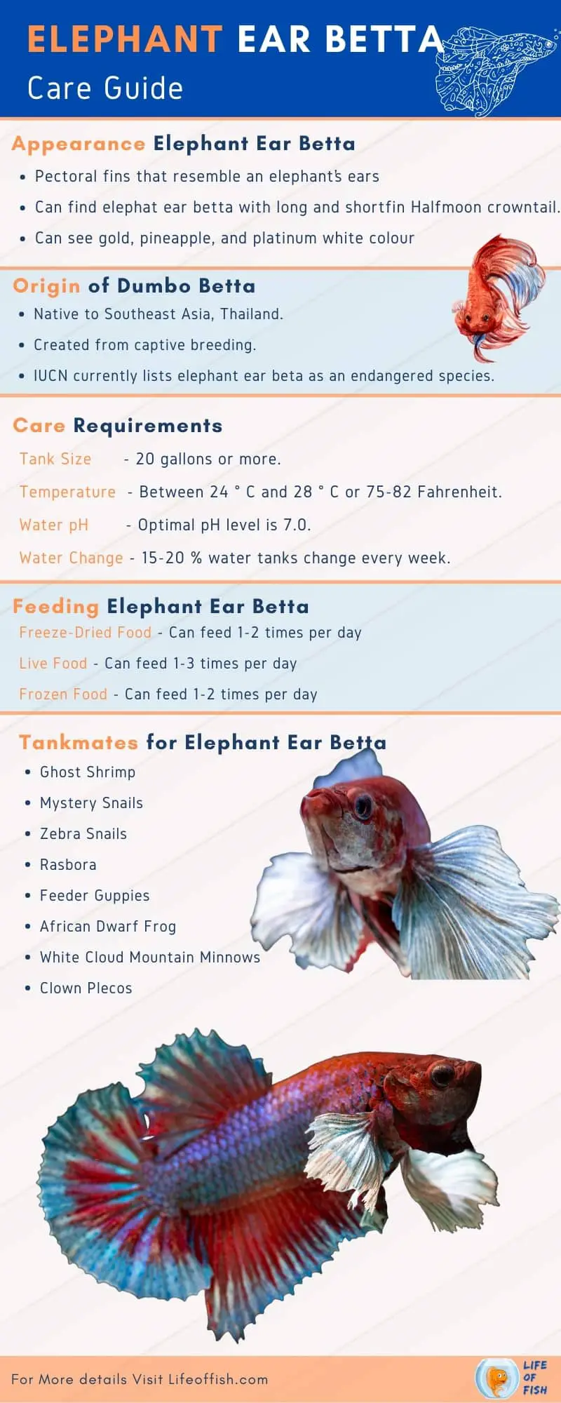 Elephant Ear Betta CARE infographic