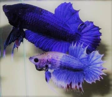 monster betta fish tank