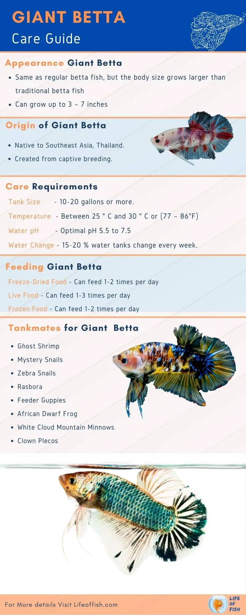 Giant Betta CARE infographic