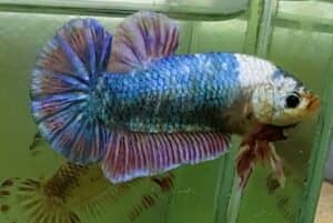 MONSTER FANCY GIANT BETTA FEMALE