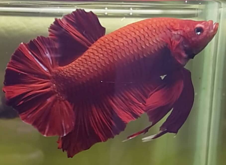 Giant Betta All You Need To Know In 2021 With Real Images Life Of Fish