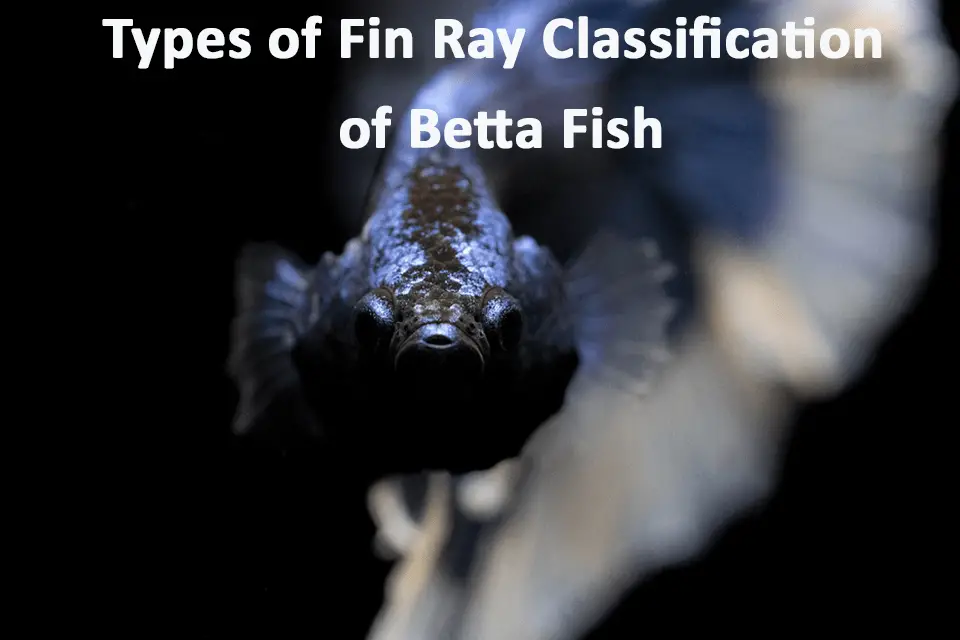 Types of Fin Ray Classification of Betta Fish