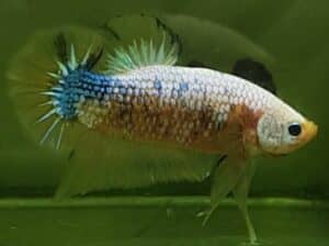 WHITE FANCY GIANT BETTA