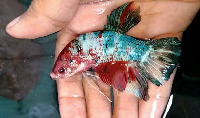 17 Facts About Giant Betta Fish That Will Surprise You