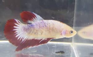 White and red giant betta