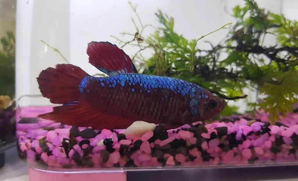 RED GIANT BETA