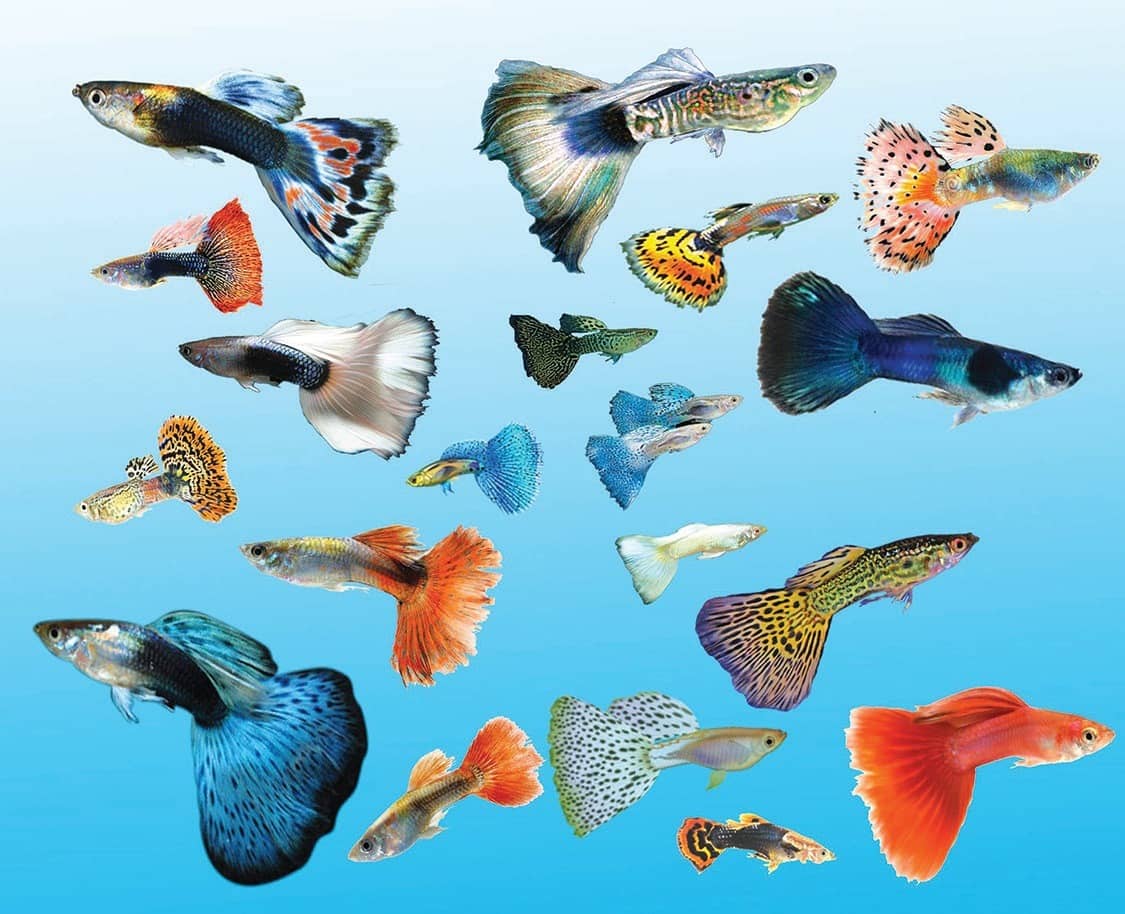 Complete Guppy Care Guide 2020:Tank Req, Fancy Varieties, Breeding