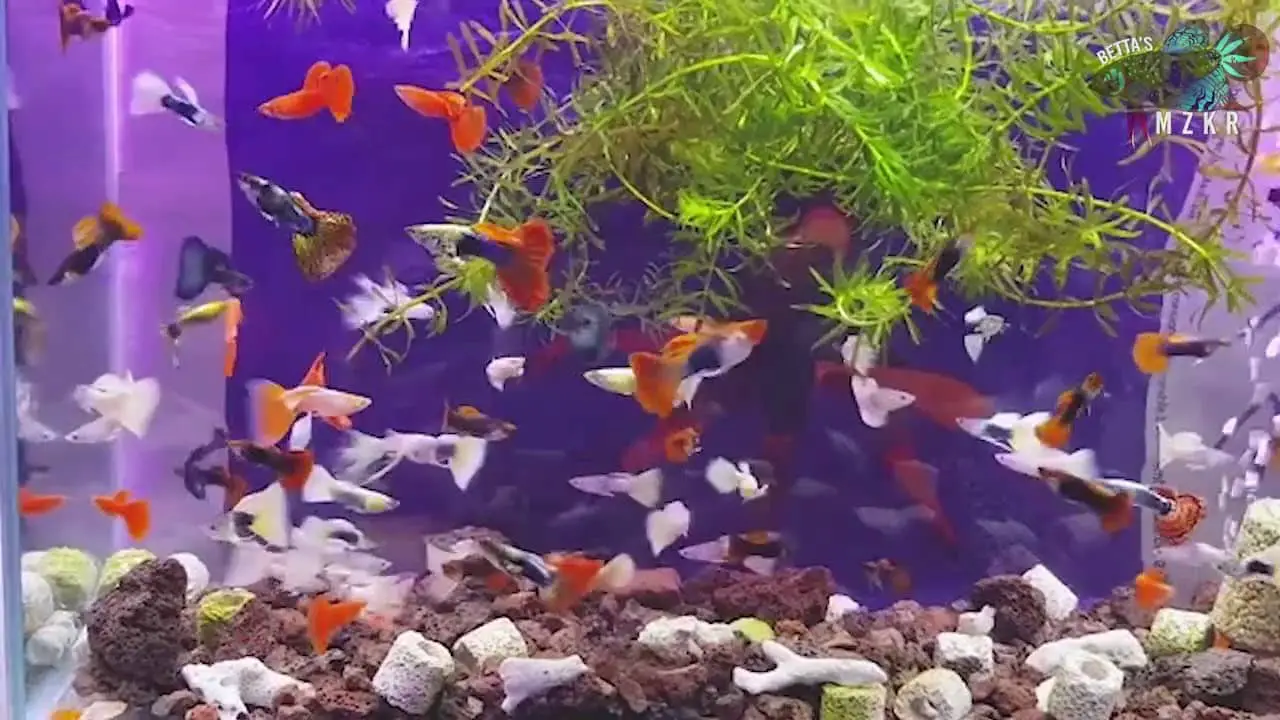 Can Guppies Live In A Tank Without Filter at Joseph Mitchell blog