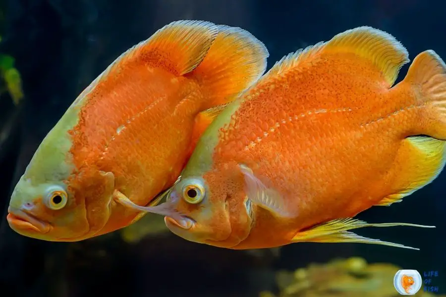 Oscar Fish breeding