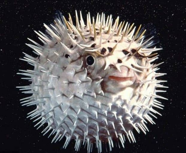 2 puffer fish together