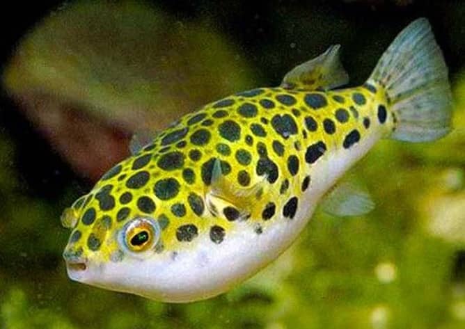 florida puffer fish