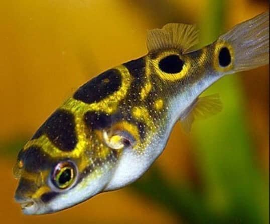 Crested puffer fish