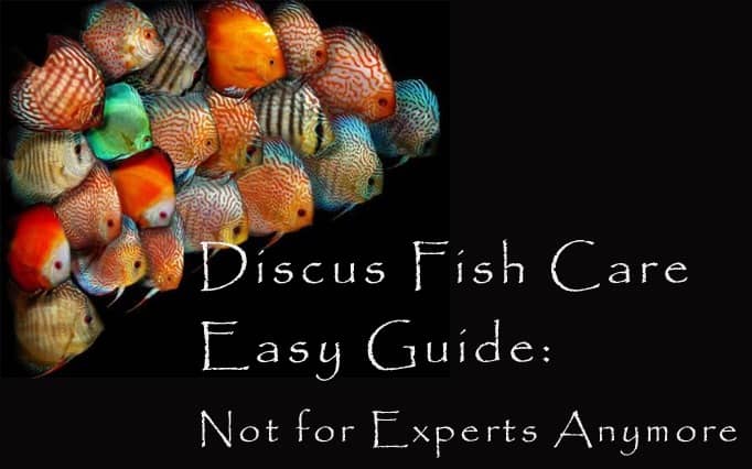 Discus Fish Care