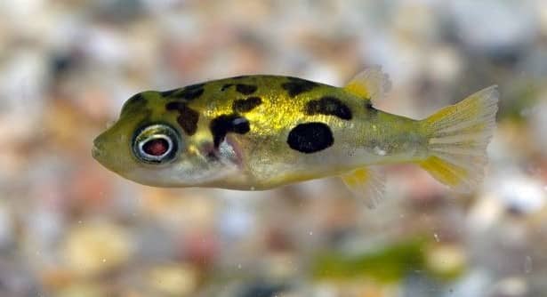 Dwarf puffer fish care