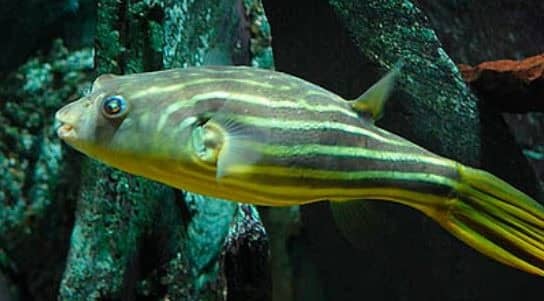 Fahaka Puffer fish