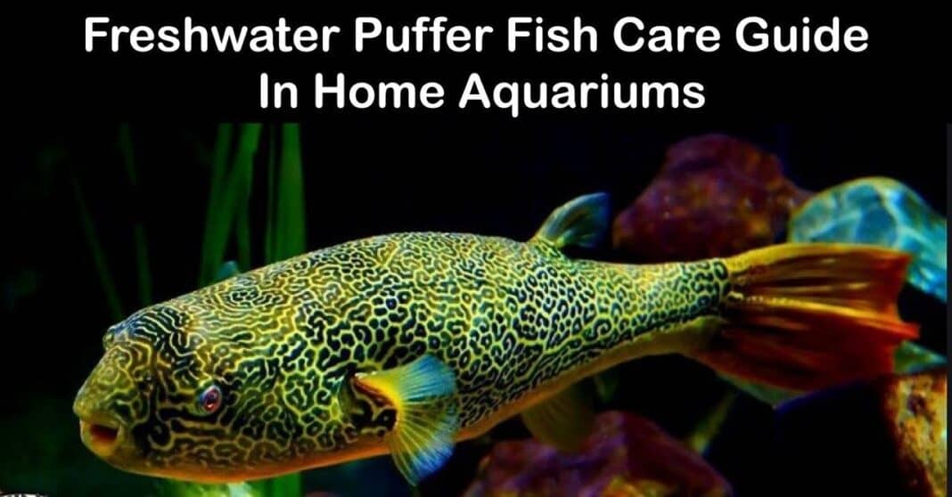 Freshwater Puffer fish Care Guide in Home 2020! Cool fish Life Of Fish