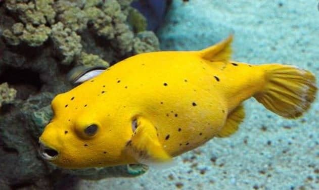 Golden puffer fish