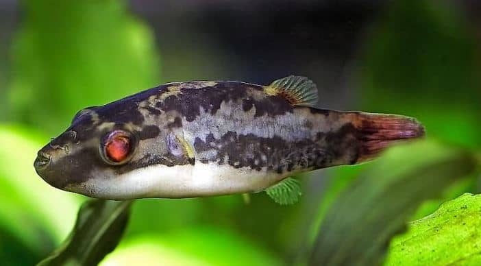 Red-tailed dwarf puffer fish