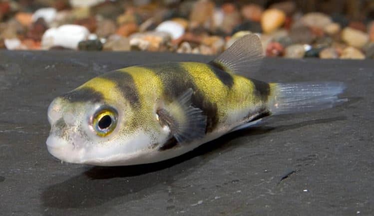 South American puffer fish