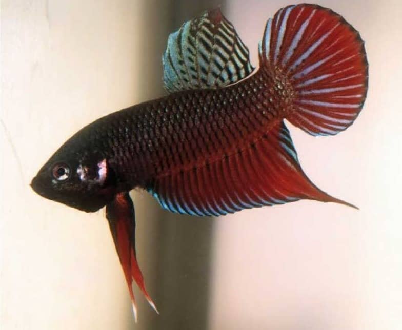 Wild Betta male 